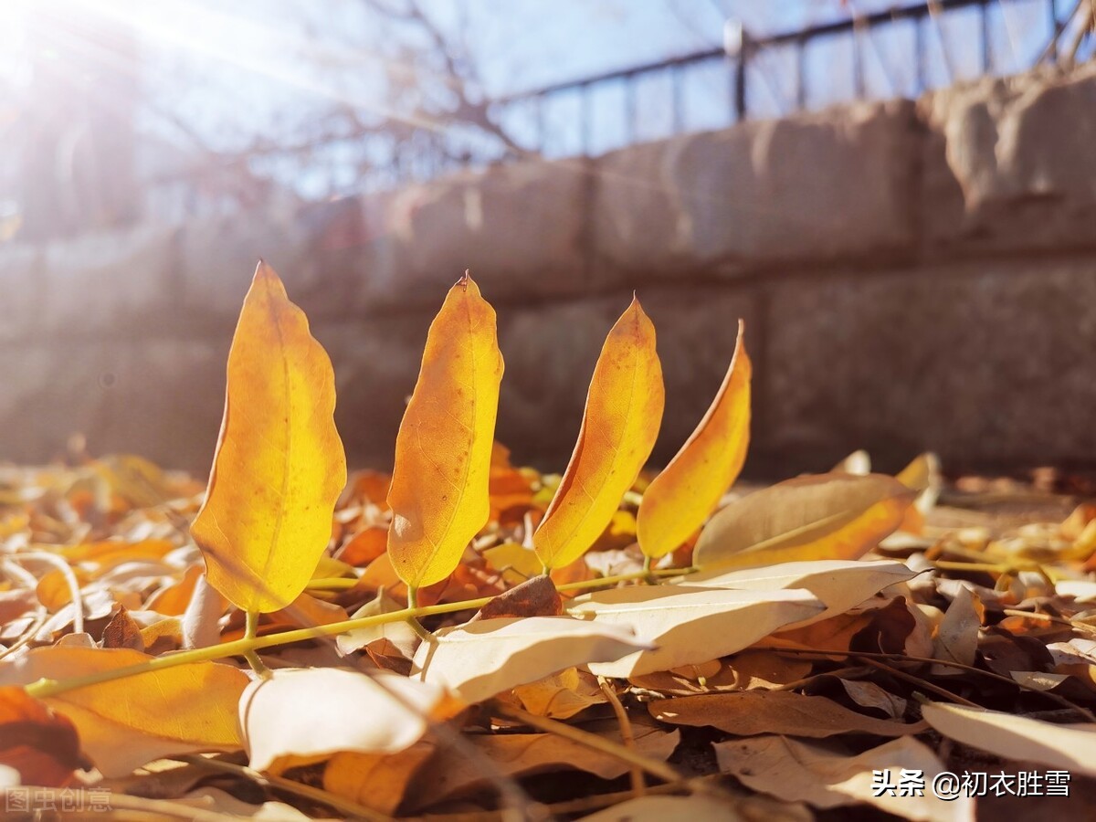 初冬黄叶美诗六首：青旆酒家黄叶寺，相逢俱是画中人