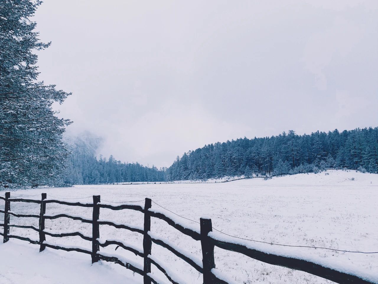 胧月照雪图片