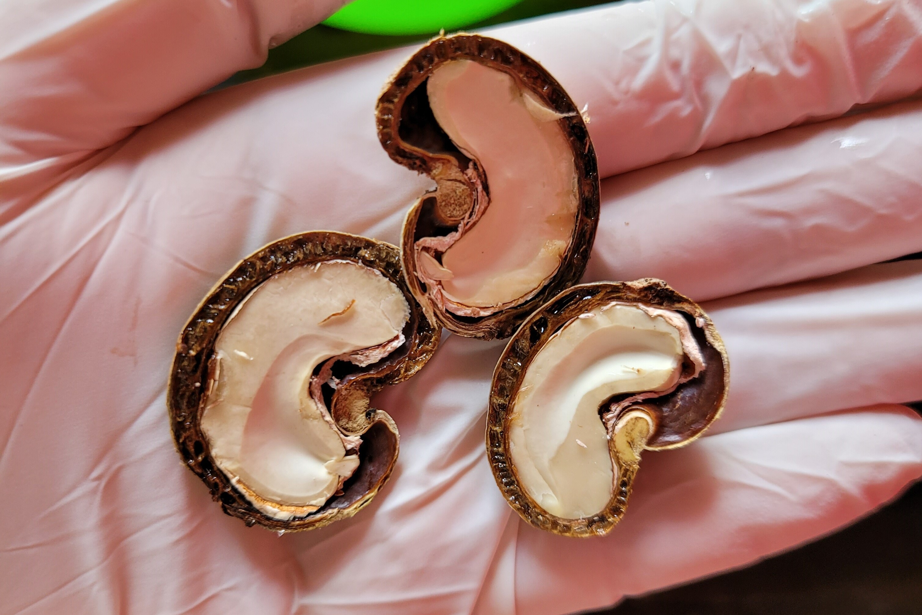 巴旦木怎么剥壳(腰果是怎么破壳而出的?