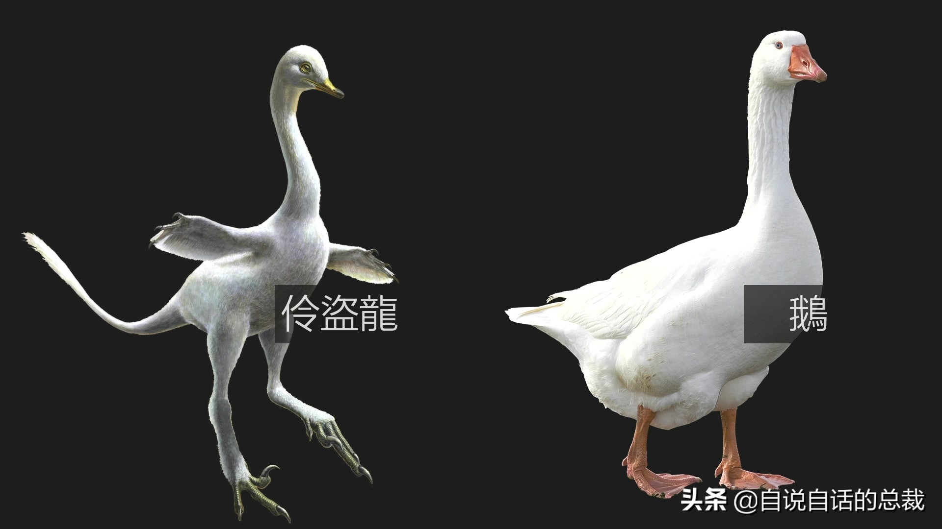 为什么动物都怕鹅？有鹅的地方没有蛇？大鹅的真实面貌超出你想象