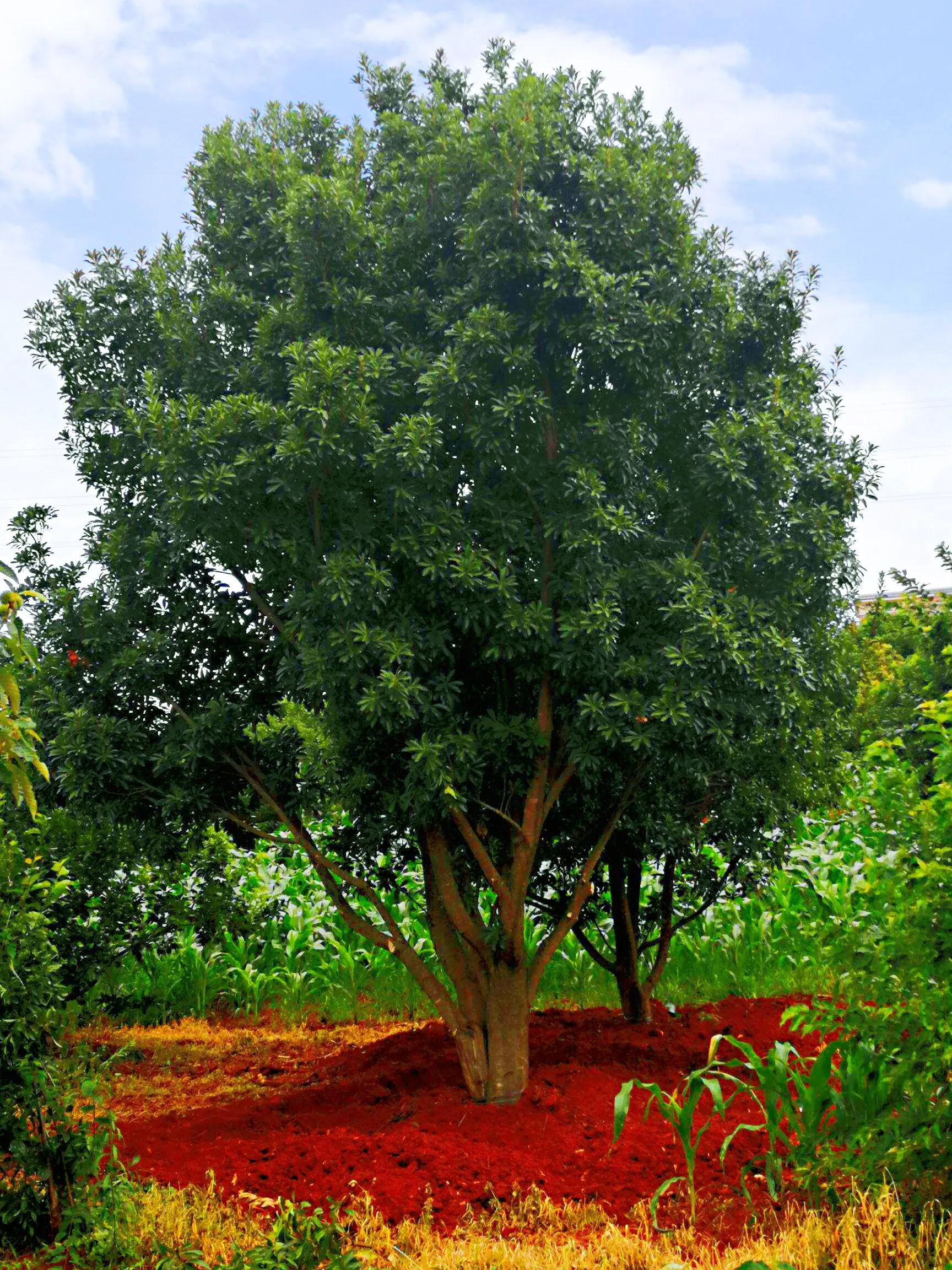 杨梅～树形圆整,红果累累,具有很高的食用,药用和观赏价值