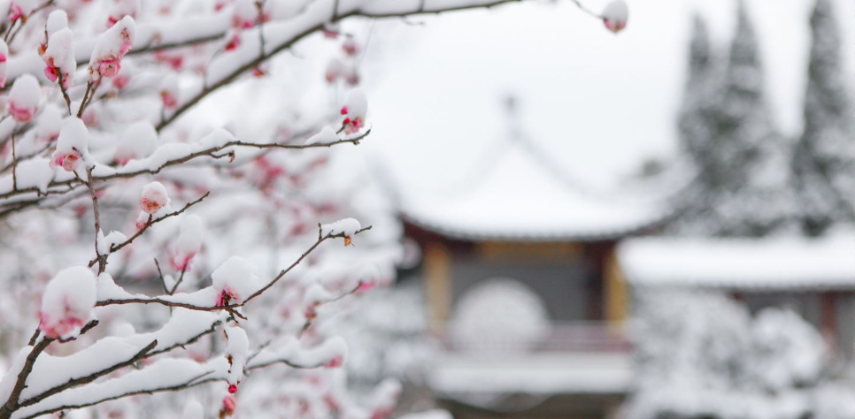 更须踏雪看梅花，十二首踏雪寻梅的诗词，看雪中梅花傲雪绽放