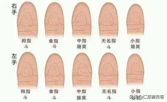 一螺穷、二螺富？人的命运和指纹有关？科学家发现斗与簸箕的奥秘