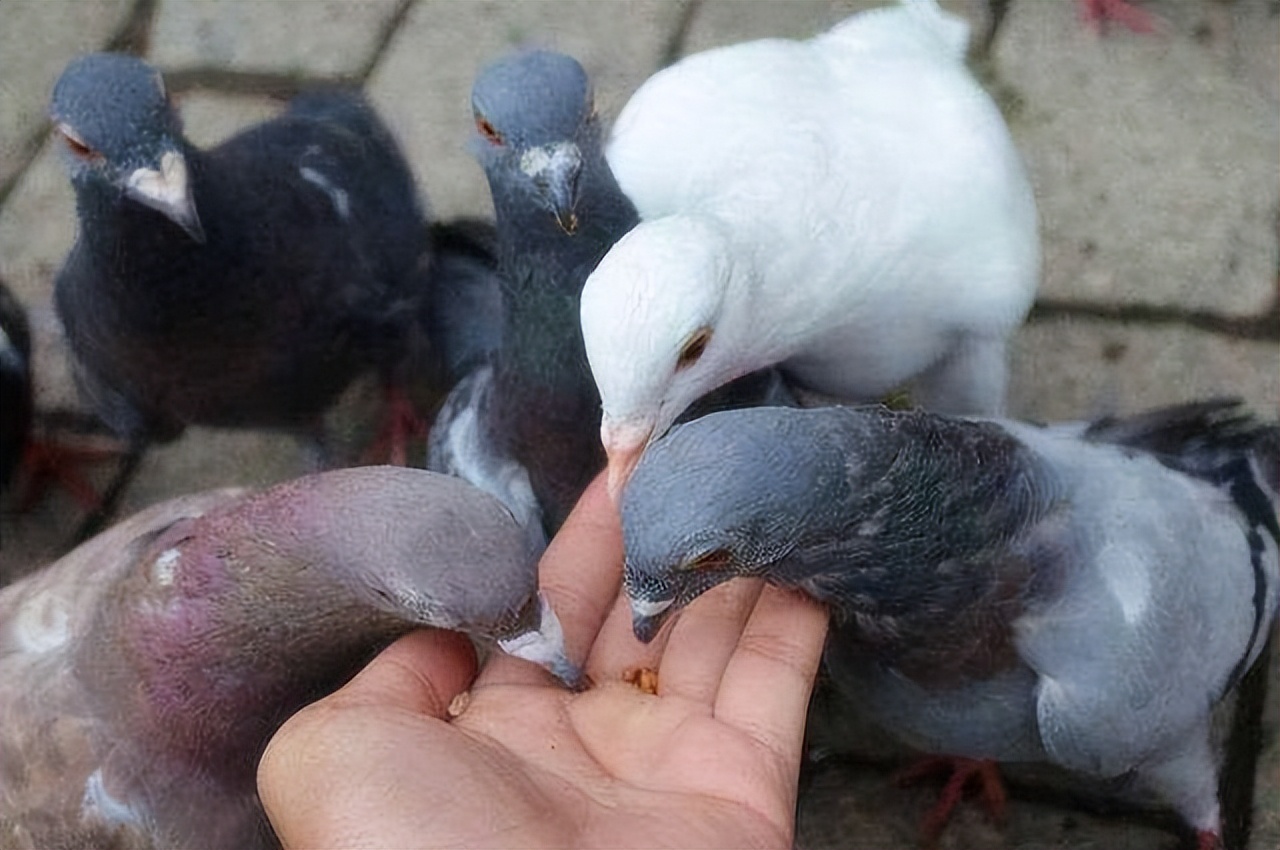 冬天的日本旅游景点（你知道，东北的冬天哪些地方最好玩吗？）