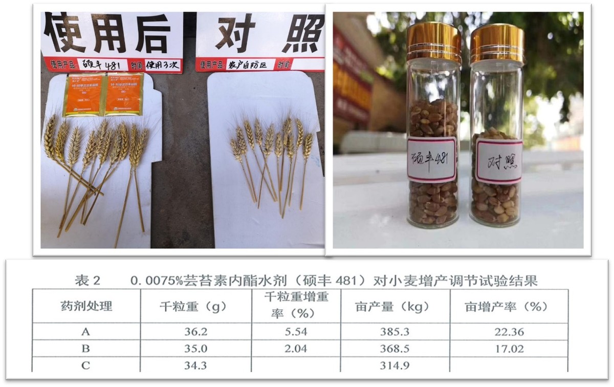 硕丰481,硕丰481芸苔素