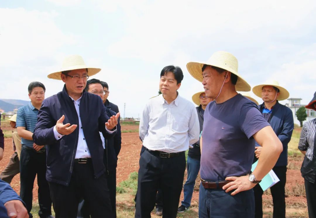 “农民院士”朱有勇在大理打造“烟+青贮玉米”套种示范基地