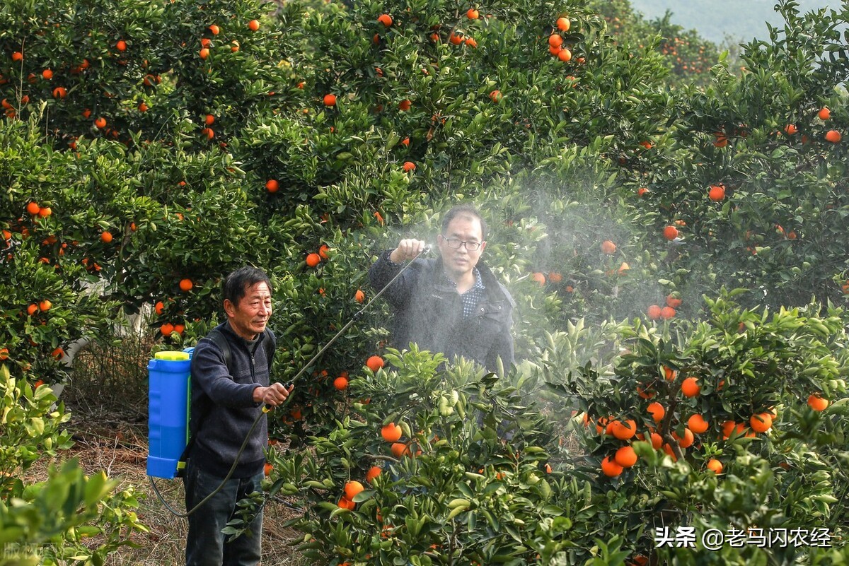 生石灰熟石灰（柑橘施用生石灰促长作用大）