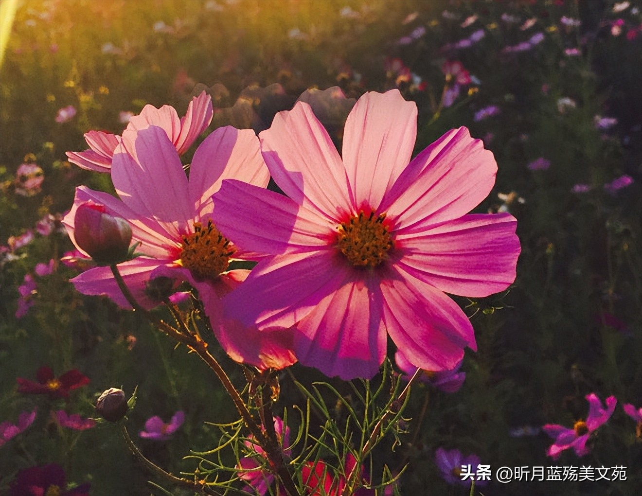 与你相知，是今生最幸福的事