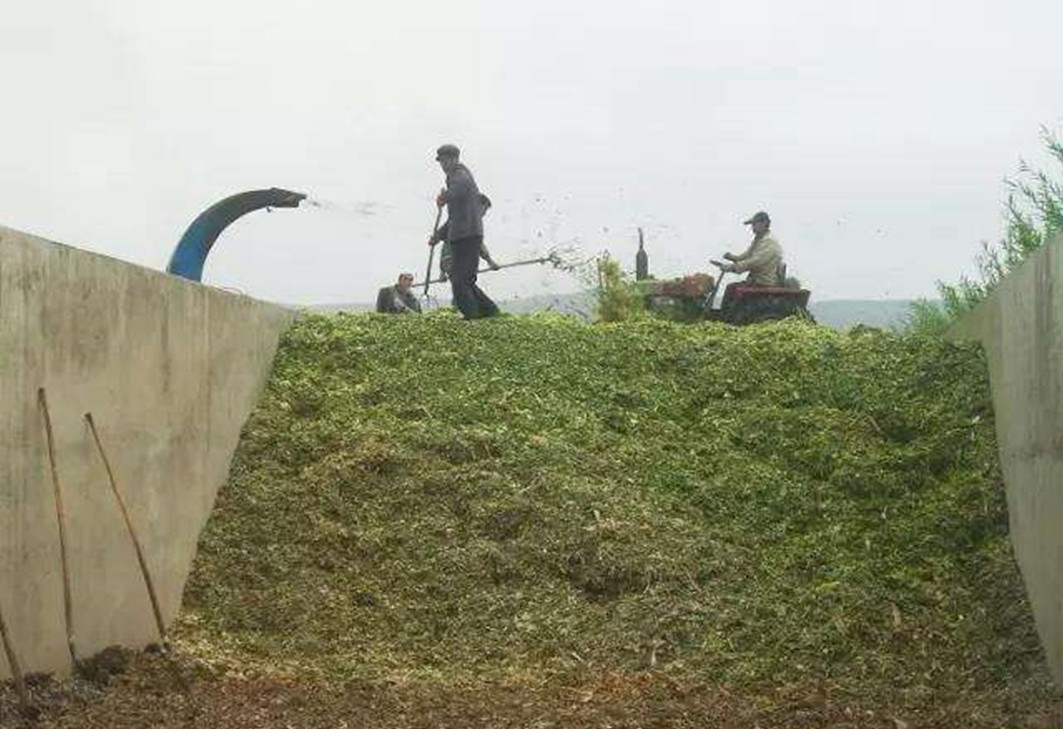 种植一次能够重复收割15年，亩产30吨，种巨菌草真的能赚钱吗？