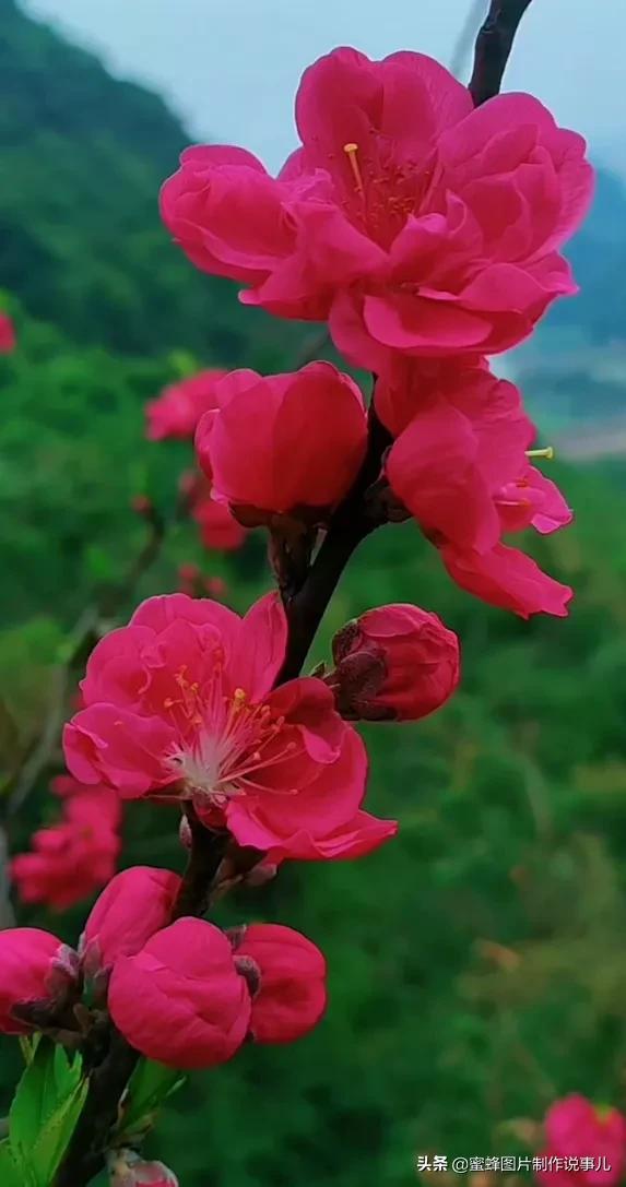 百花盛开，鸟语花香，蝶舞纷飞，美景令人心悦神怡