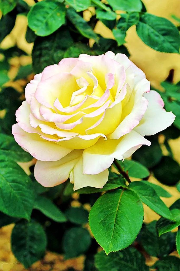 颜色艳丽的月季花100款(色彩鲜艳的月季花) - 趣味头条