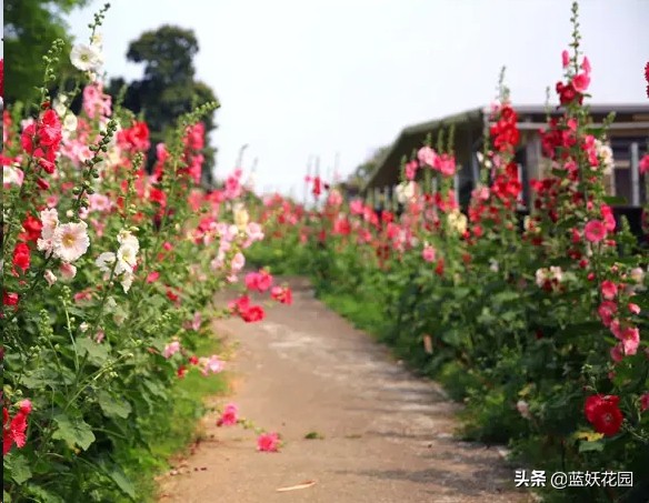 蜀葵花图片（开花多花期长好养活的蜀葵承包你花园亮点）