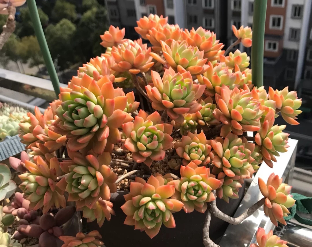 那些美出天际的多肉,既漂亮又好养,治愈心灵第一名