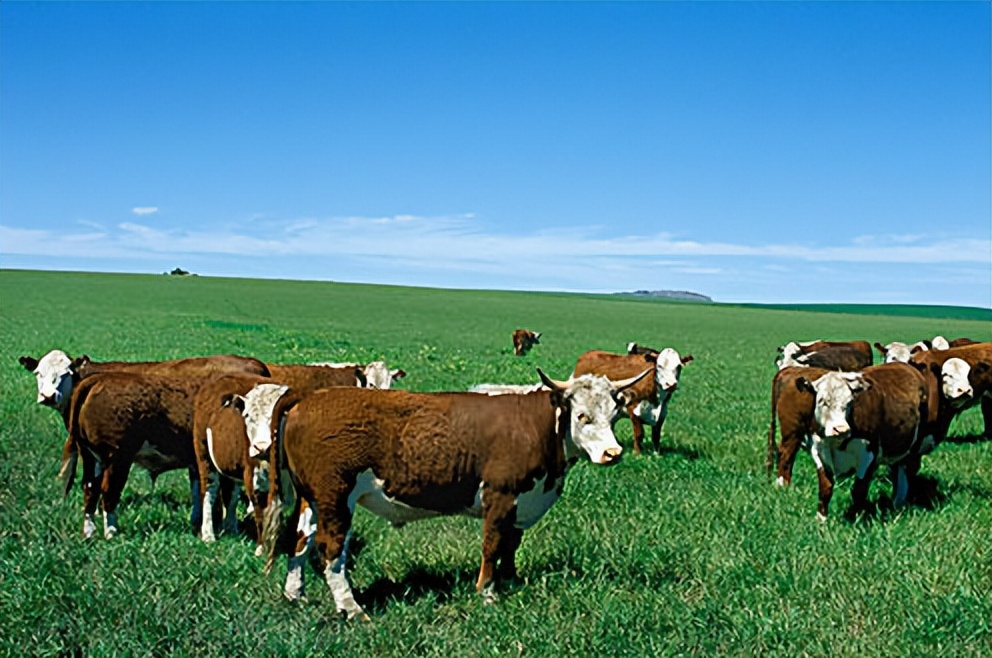 2016世界杯怎么变白（阿根廷为什么这么“白”？）