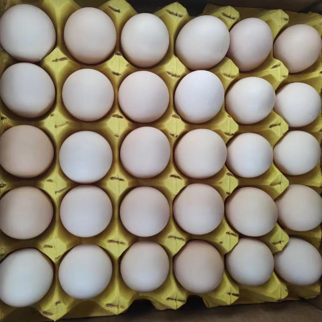 粉鸡蛋今日价格，粉鸡蛋图片