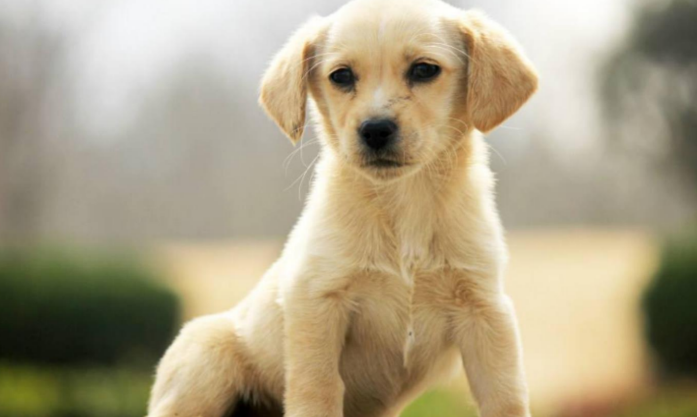 狗一见面，为什么会先“闻屁股”？狗屁股里到底有什么秘密？