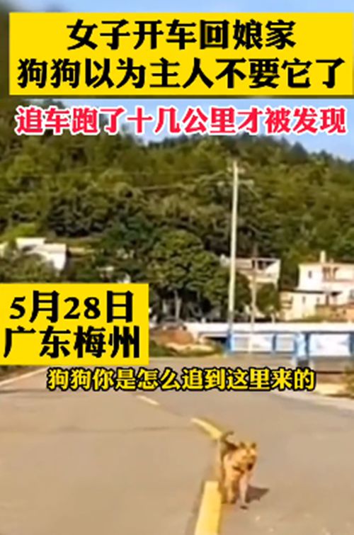 女子駕車回娘家，狗狗在後面追了10幾公里：我以為你不要我了