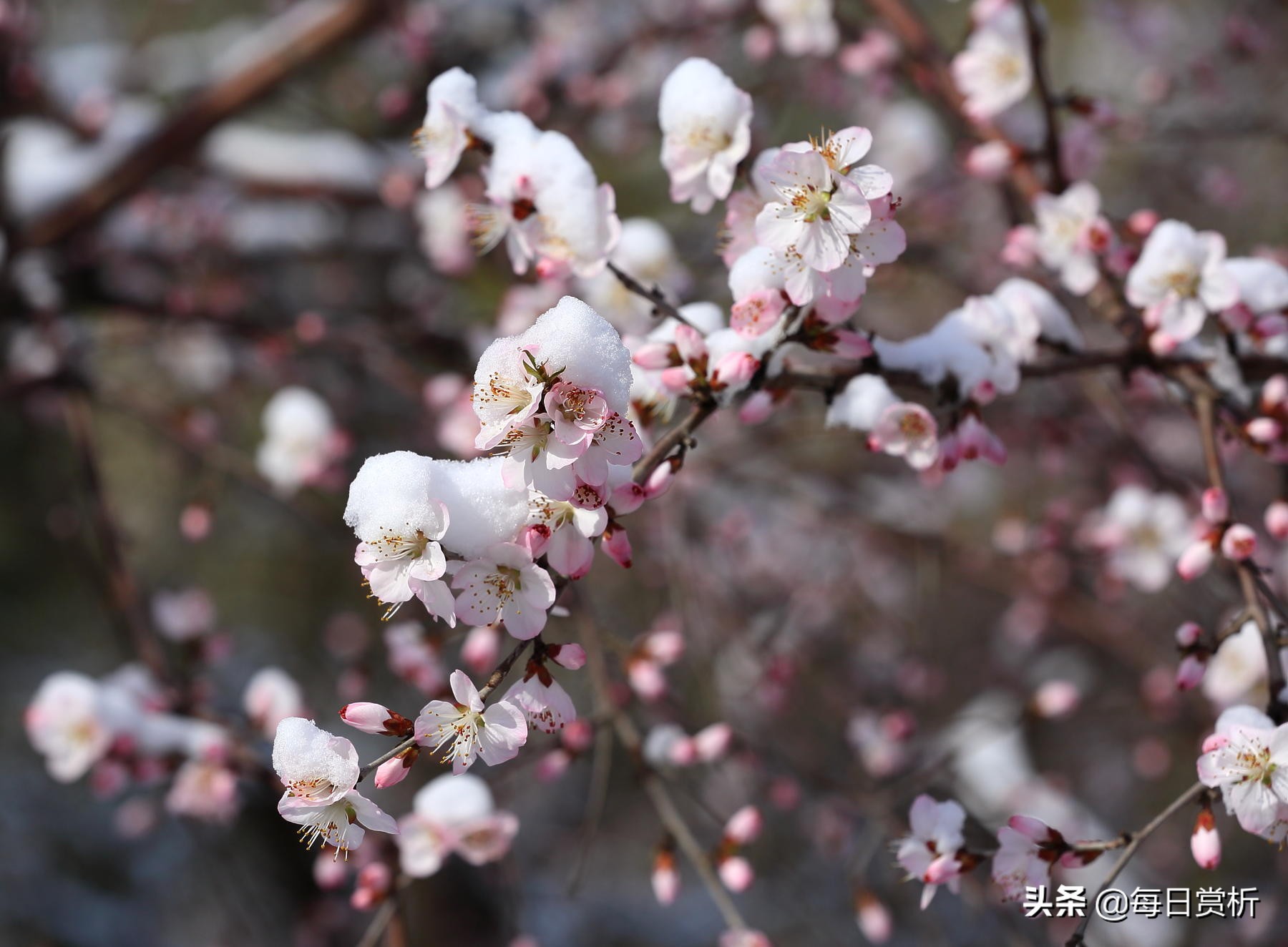 阳春三月雪，雪落枝头，佳片佳句