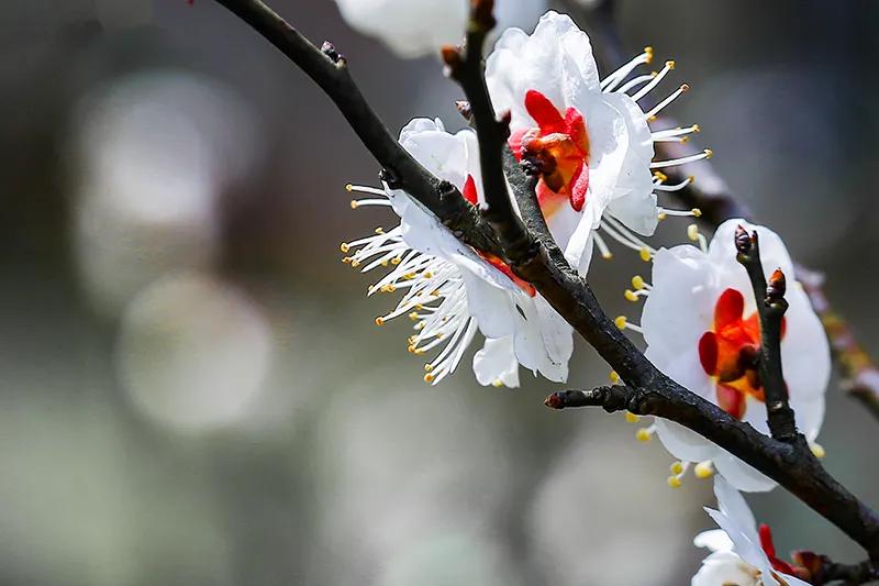 蔷薇科杏属植物杏梅（盘点杏梅种类以及特征）