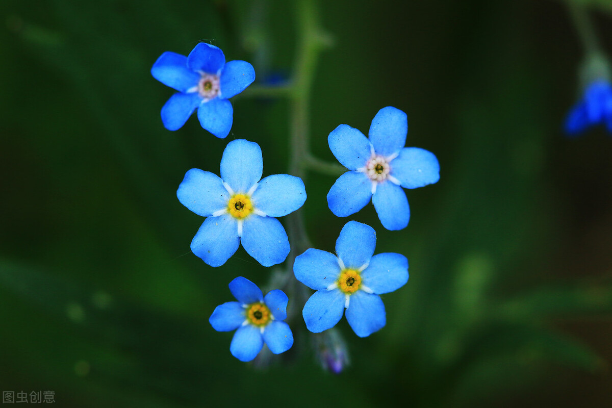 朵朵深情一一蓝色的勿忘我(散文)