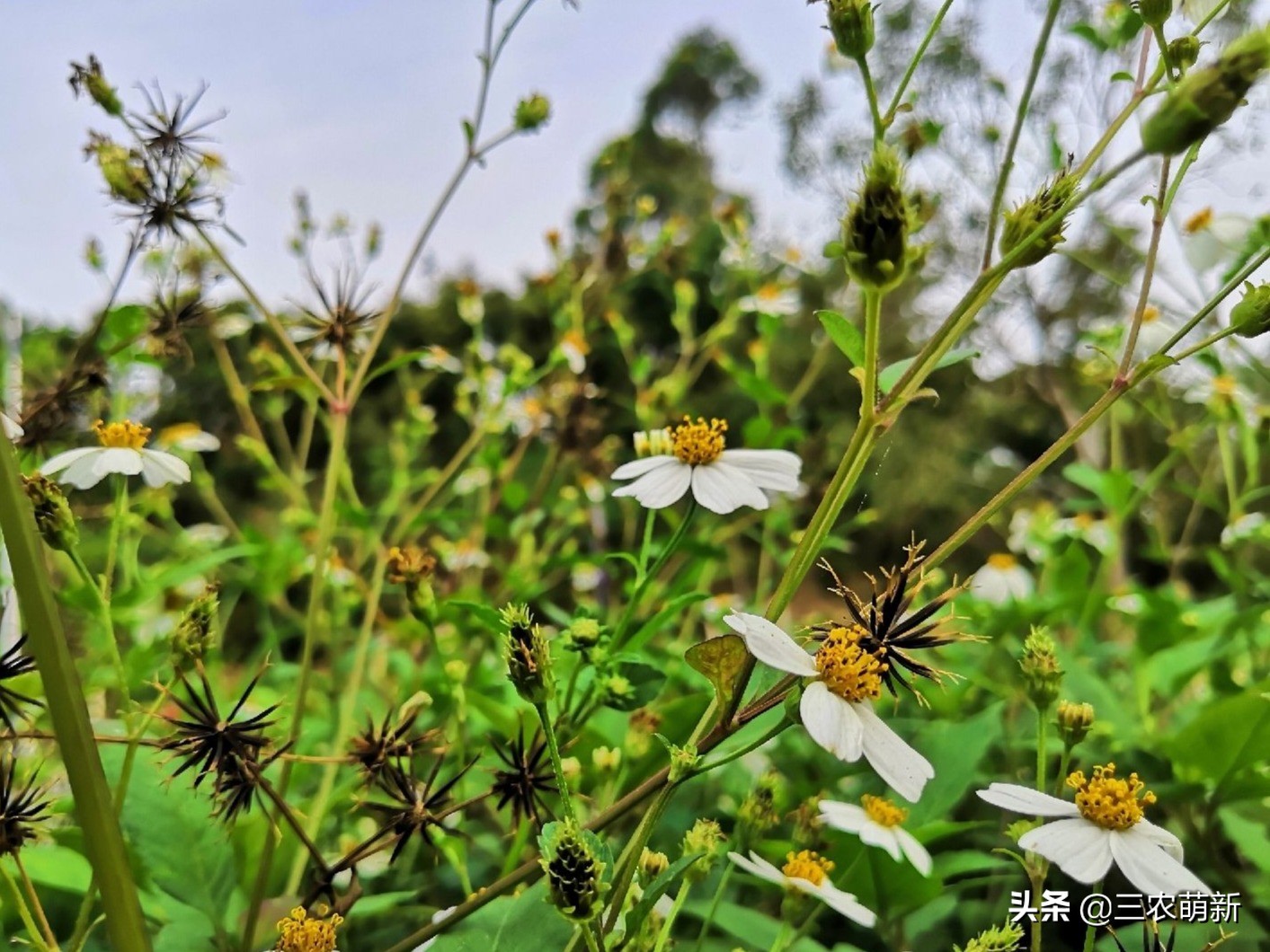 鬼针草的危害是什么（详解鬼针草对大自然的危害）