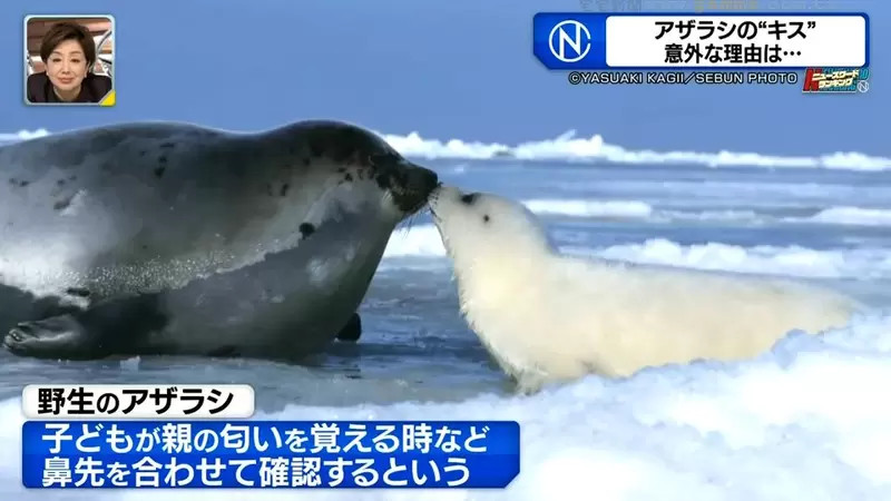 水族馆海豹超爱拥吻，惹人注目，日本饲养员：不是你想的那样