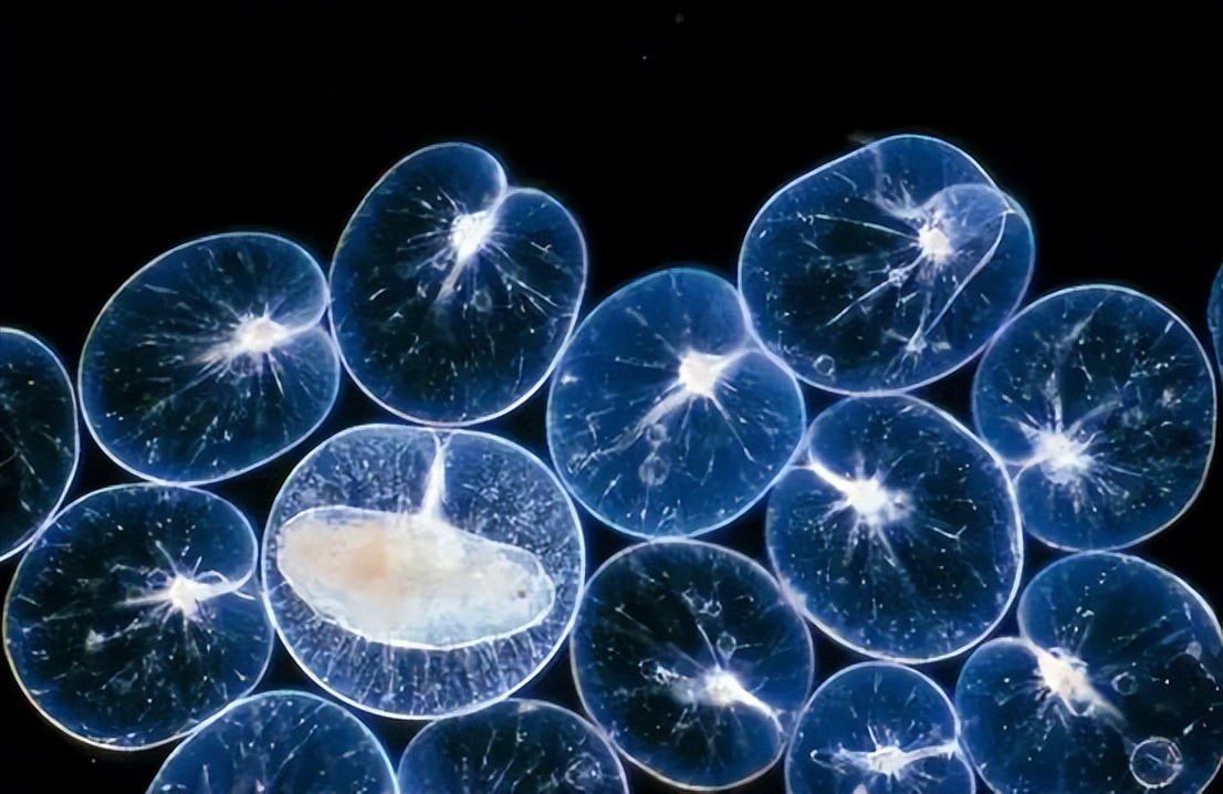 那么,海洋中出现"蓝眼泪",究竟是好是坏呢?