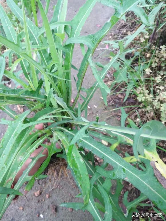 蒲公英叶子泡水喝的功效和作用（9种植物泡水喝清热解毒）