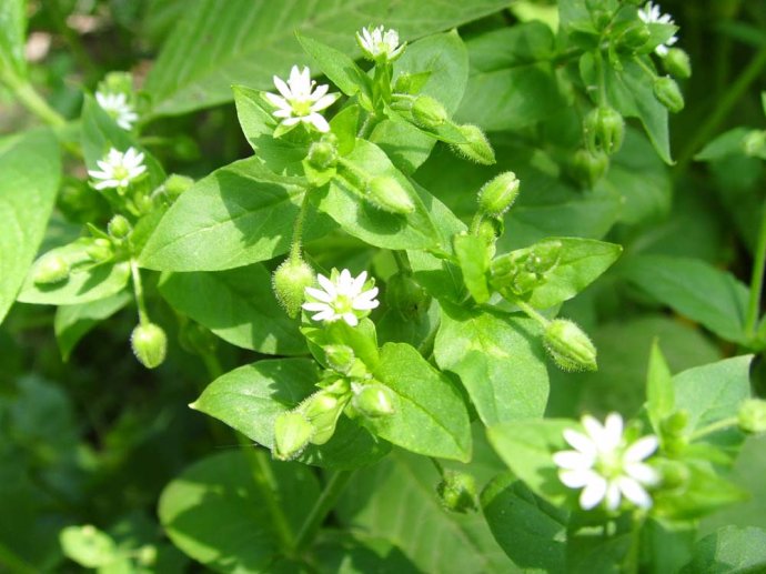 野菜有哪些（这100种野菜很常见也很美味）