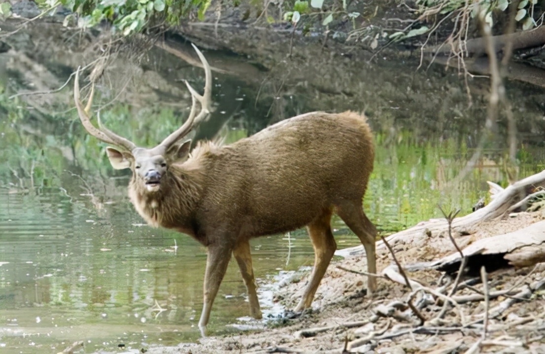 四不像是什么动物 四不像图必中一肖-大连之家