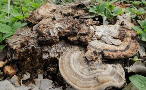 四川成都出现"百年血灵芝",长在棺材上的灵芝,人们可以食用?