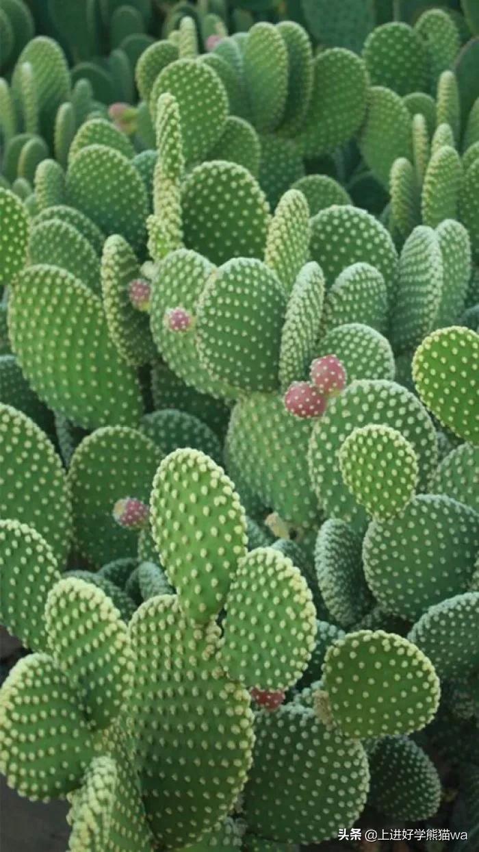 66种罕见仙人掌,花团锦簇,艳丽无比