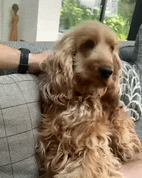 比格犬好養嗎,比格犬好養嗎?有什么優點缺點?