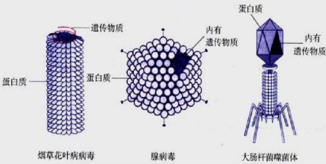 烹煮都杀不死的朊病毒，致死率100%无药可救！感染后有多恐怖？