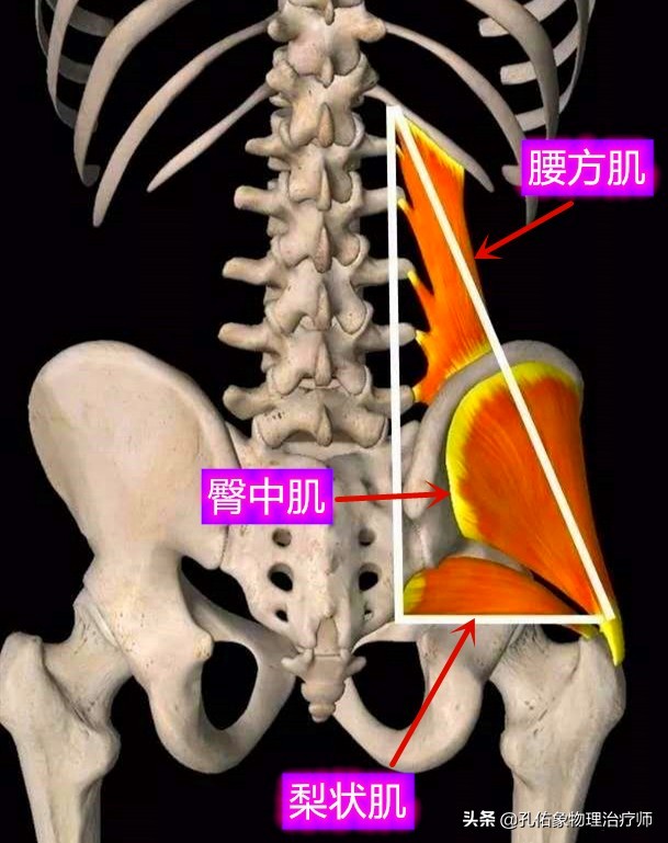 腰椎1-5的位置圖片(中老年人臀部酸脹) - 赤虎壹號