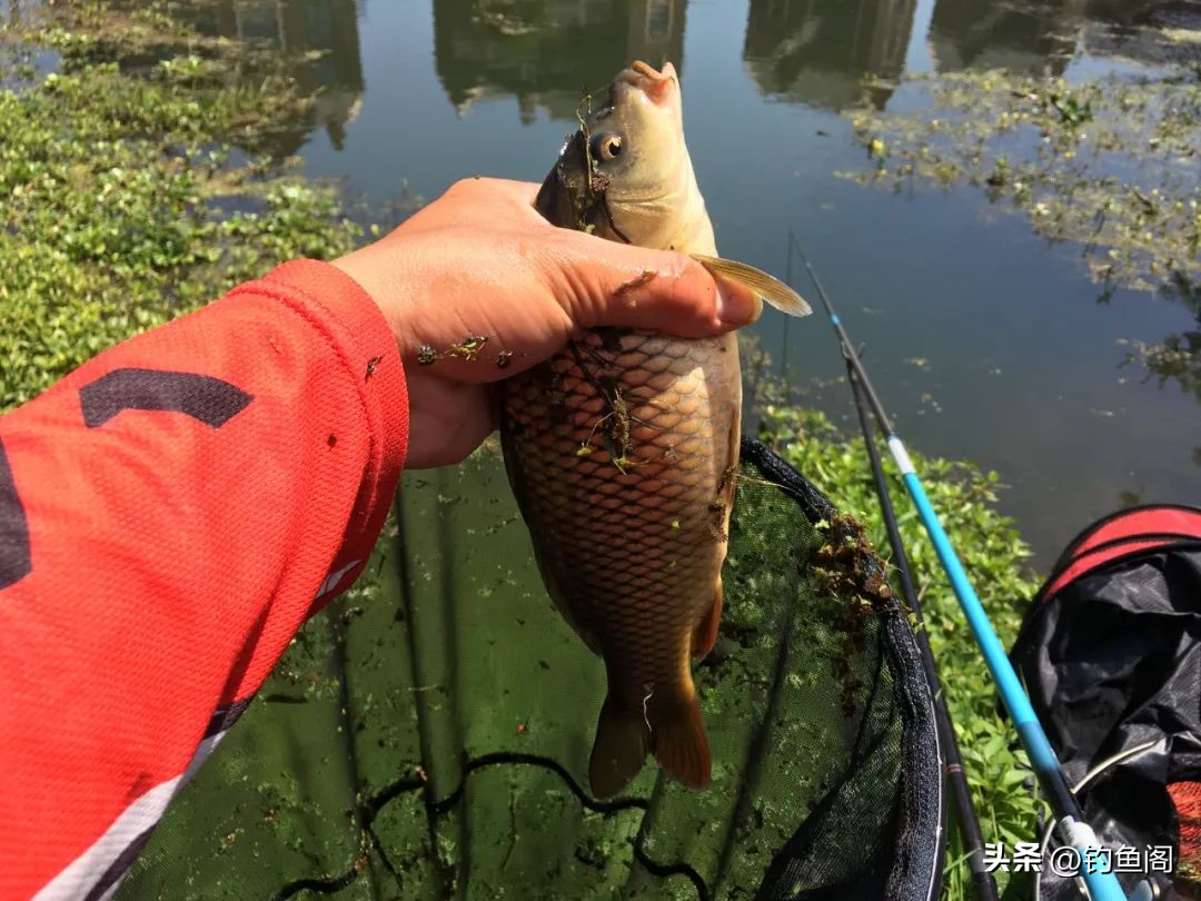 鲤鱼在水面跳水该怎么钓(鲤鱼总在水面跳，能浮钓吗？你看它嘴巴和吃饵方式就知道了)