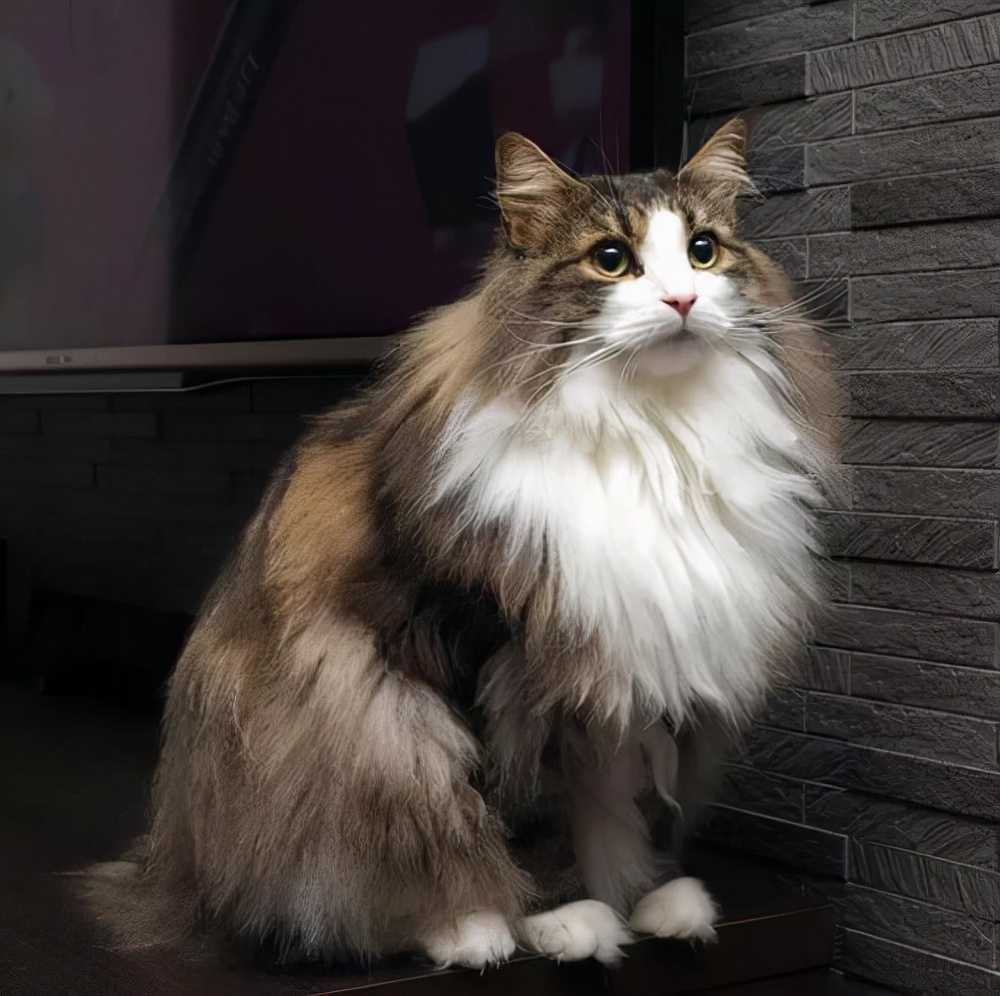 挪威猫(这辈子,请一定要养一只挪威森林猫)