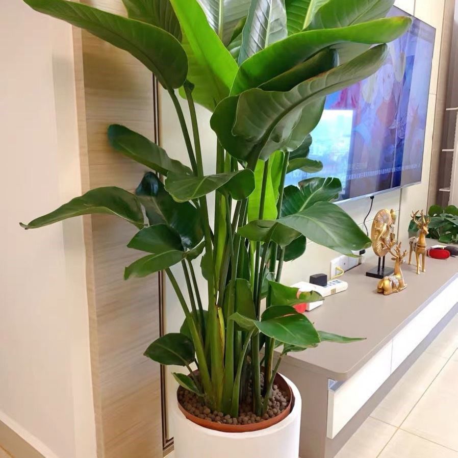 客厅养花讲究大，7种大型花，格调高，寓意好，养人又旺家