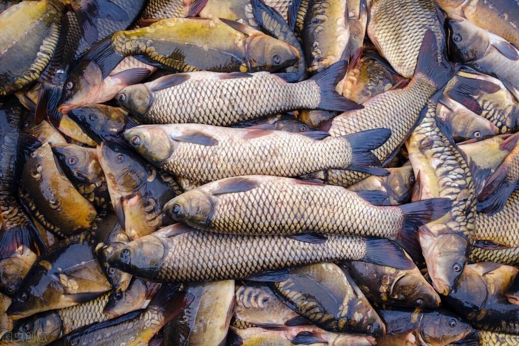 冬季進補，有錢沒錢，這6種魚多給孩子吃，滋補健腦，想挑食都難