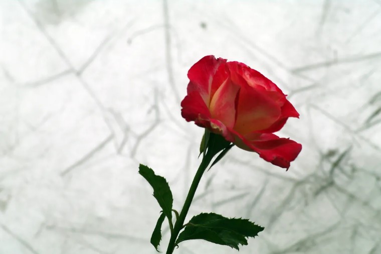 21个技巧，再助你手机拍大片！（影展点评第545期）