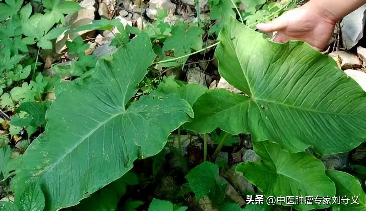 白附子图片 植物图片图片