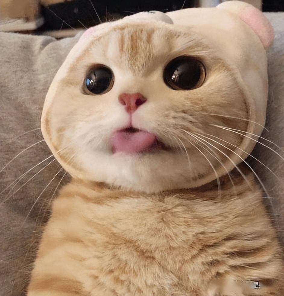 (猫咪吐舌头的原因) - 我爱猫咪网