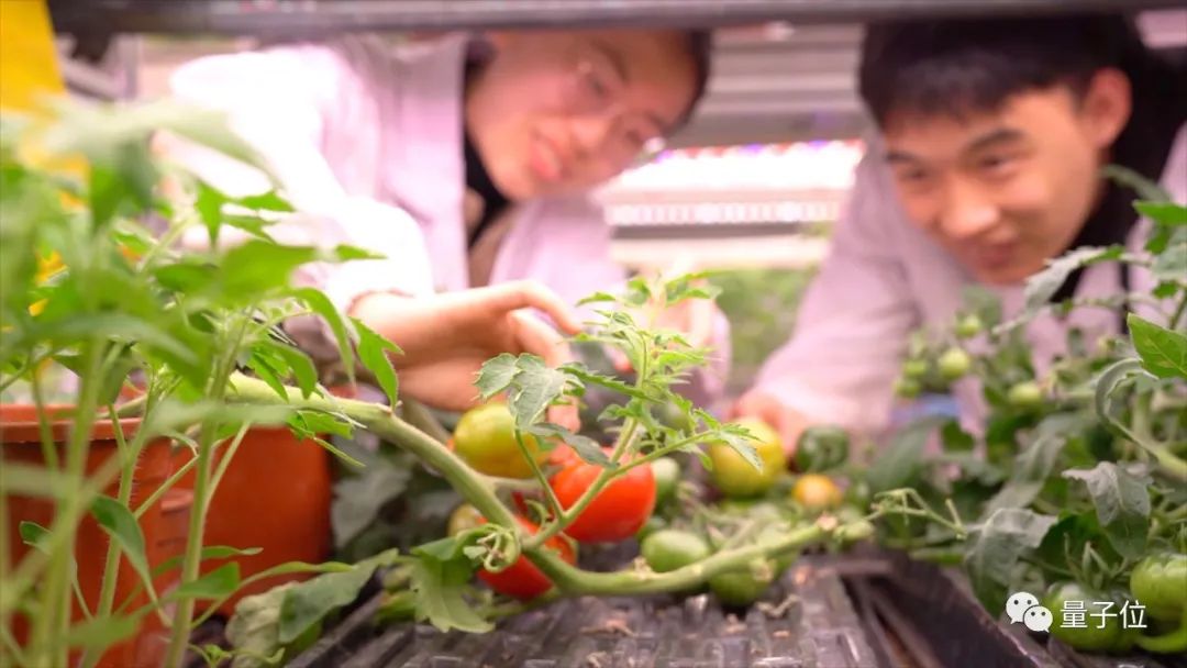 当985计算机教授开始去云南种菜