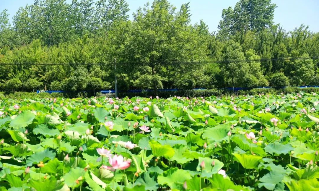 光山县：荷花悄然绽放 迎来最美夏季