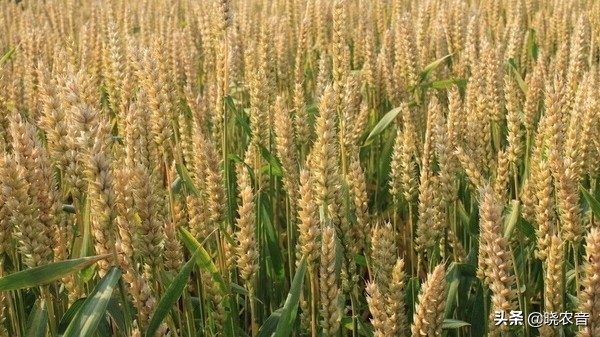 武威今日小麦价格是多少钱一斤，今日小麦价格是多少钱一斤