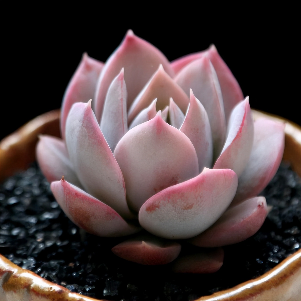 银蚕187,曲水188,冰山189,香蕉美人190,虎尾兰191,小玉192,塔洛克193