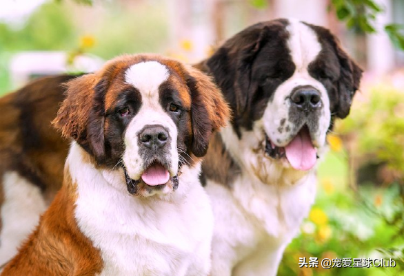 聖伯納幼犬多少錢一隻百科