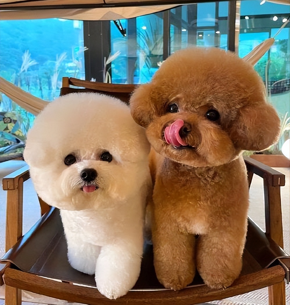 泰迪狗图片大全(告诉你一个秘密) - 赤虎壹号