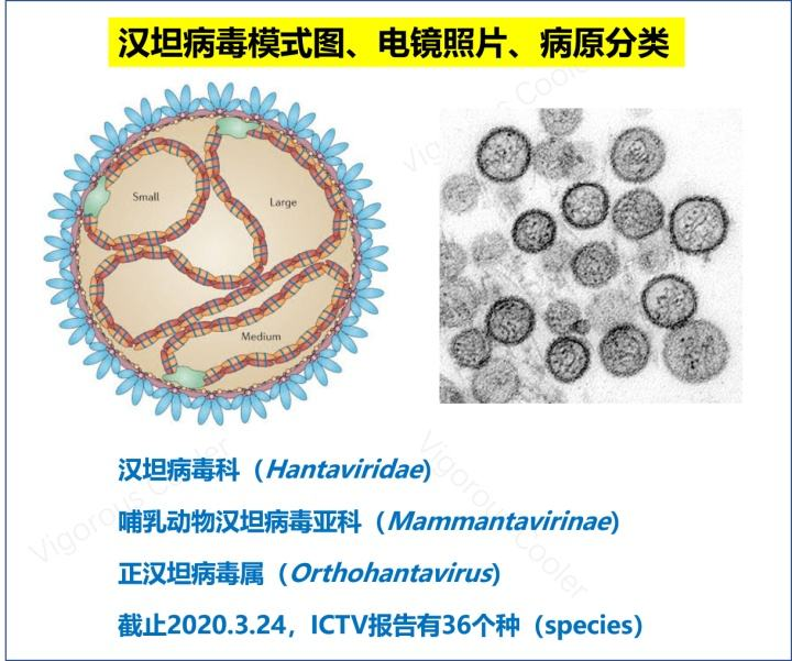 草莓导致「出血热」？西安草莓还能吃吗？