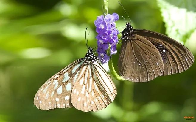 大孔雀蝶图片(分享图片：精美绝伦的蝴蝶 五彩斑斓，灵动飘逸，太美了)
